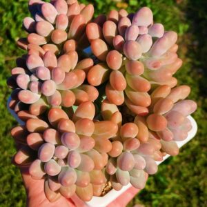 Pachyphytum Rice Ball cluster vieux tronc