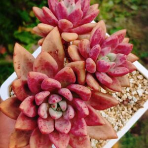 Pachyphytum Hatsu Glow cluster vieux tronc