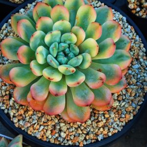 Echeveria Viyant variagata XL