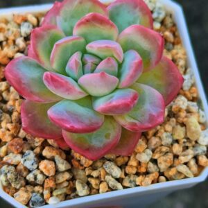 Echeveria Pink Whisper