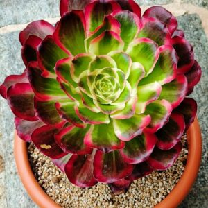 Aeonium Scarlet Witch / Voodoo select XL