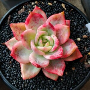 Echeveria Elizabeth variegata