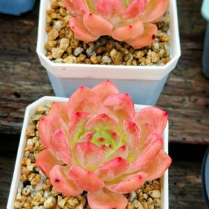 Echeveria 'Cleopatra'