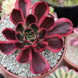 Aeonium Phantom