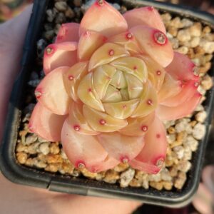 Echeveria Ice Candy SP