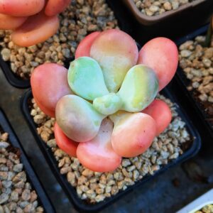 Pachyphytum Orange Snowball