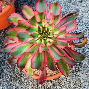 Aeonium Scarlet Witch / Voodoo select XL