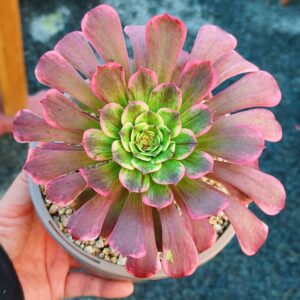 Aeonium Fairy Ink