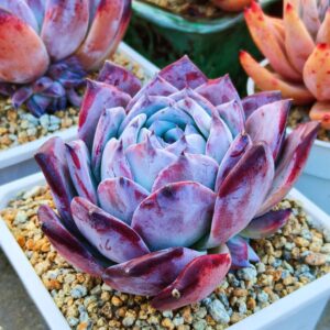 Echeveria Black Colorata XL pied mère