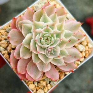 Echeveria Marguerite Variegata