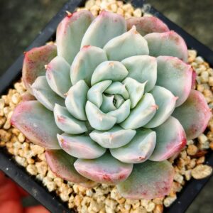 Echeveria Simpson variegata S