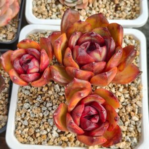 Echeveria Starry Night Prince cluster