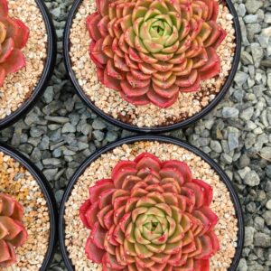 Echeveria Seven Lucky