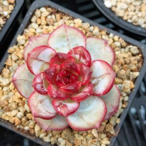 Echeveria Blood Romance