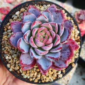 Echeveria Crimson River