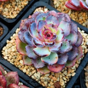 Echeveria Candy Curl