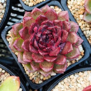 Echeveria Midnight Diamond