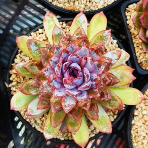 Echeveria Butterfly Dance