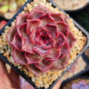 Echeveria Midnight Rose