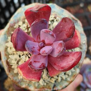 Echeveria Party Gown