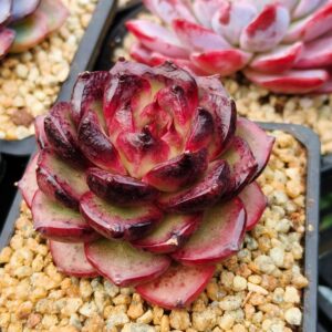 Echeveria Dragon Eye