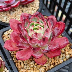 Echeveria Crimson Peony
