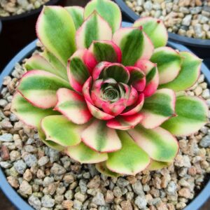 Aeonium Lizhi
