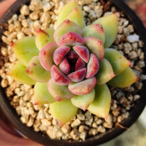 Echeveria Purple Fairy