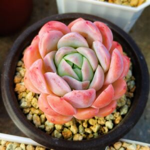 Echeveria Pink Cloud SP