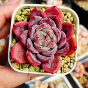 Echeveria Purple Haze SP