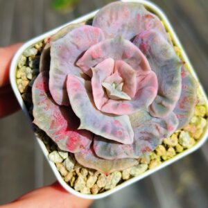 Echeveria Scarlet Witch variegata S