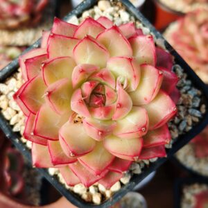 Echeveria Crystal Drop