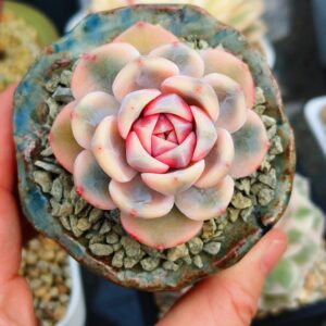 Echeveria Tynie Burger variegata S