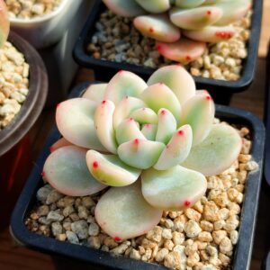 Echeveria Hosikage variegata S