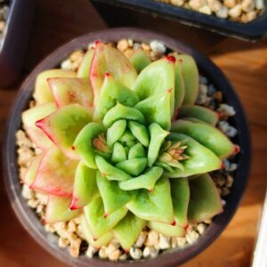 Echeveria Rose Maria variegata