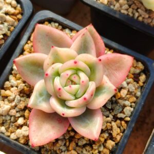 Echeveria Elizabeth variegata