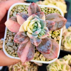 Echeveria Dew Fragrance variegata