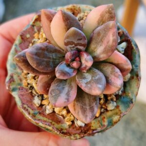 Sedeveria Blue Mist variegata