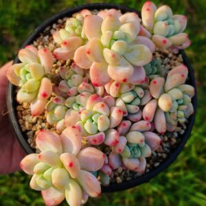Sedum Clavatum Cluster
