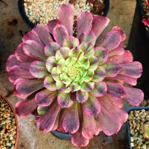 Aeonium Ink Painting