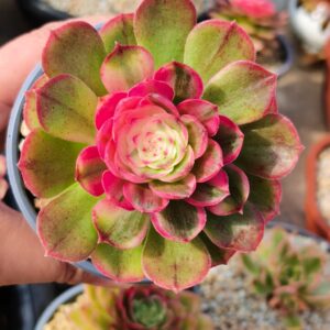 Aeonium Lizhi