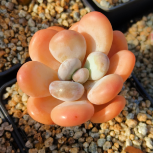 Pachyphytum Orange Snowball