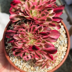 Aeonium Lizhi cristata