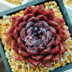 Echeveria Midnight Diamond
