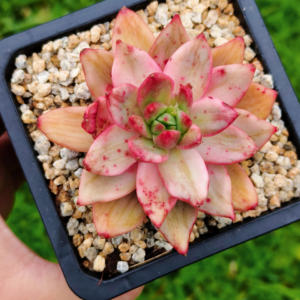 Echeveria Leopard variegata