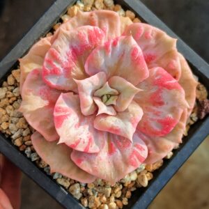 Echeveria Scarlet Witch variegata