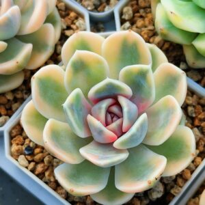 Echeveria Tynie Burger variegata S