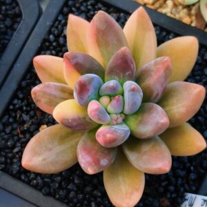 Sedeveria Blue Mist variegata