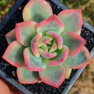 Echeveria Elizabeth variegata