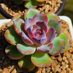 Echeveria Candy Curl / Bird's Nest